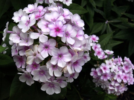 Light Pink Blooms  Light Pink Blooms